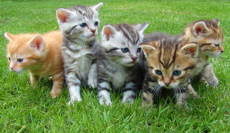 Sobre un pasto bien recortado, cinco gatitos bebé están frente a la cámara.