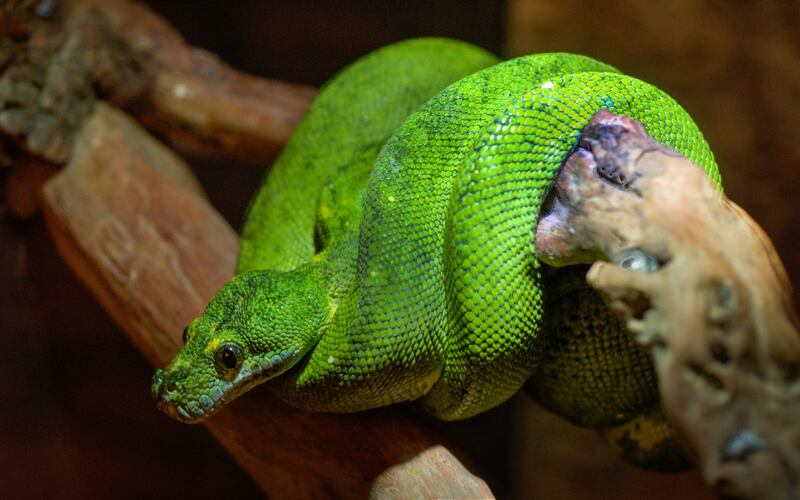 Una serpiente verde está enrollada sobre una superficie de madera y sobre si misma.