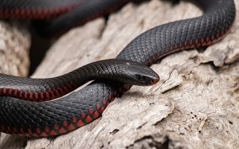 Serpiente negra con rojo sobre una superficie que parece madera.