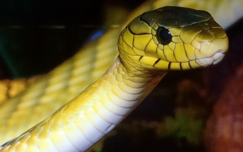 Primer plano de la cabeza de una serpiente amarilla