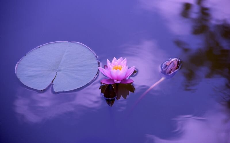Flor de loto sobre agua quieta. A su lado, un renacuajo va nadando.