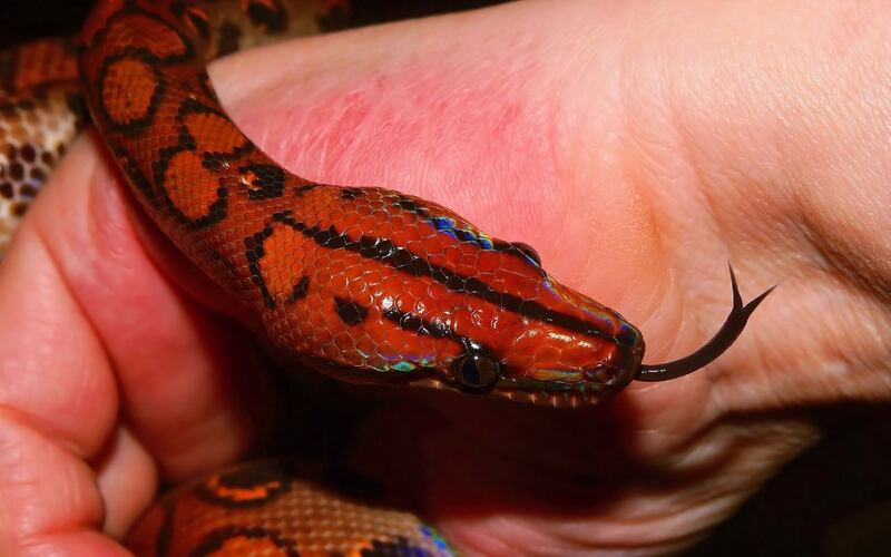 La cabeza de una serpiente roja asoma por la parte superior de la foto. Abajo, hay una mano en la que se posa.