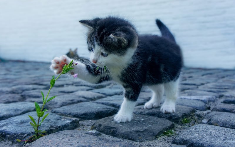Gatito bebé jugando con una flor