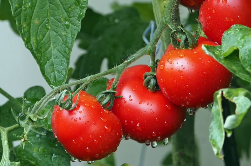 plantas de tomate con frutos
